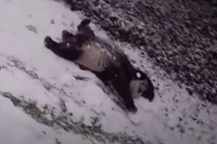 Панди в снігу – це треба бачити! (ВІДЕО)