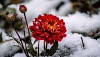 Всі чекають весни, а я сію квіти просто в сніг: назвали найкращі квіти, які можна сіяти зимою