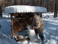 На Рівненщині лісівники показали, як підгодовують оленів взимку (ВІДЕО)
