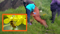 Вистачило десяти укусів: в Одеській області бджоли вбили коня (ФОТО)