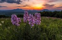 17 вересня - день Віри, Надії, Любові та Софії: звичаї, прикмети та заборони свята