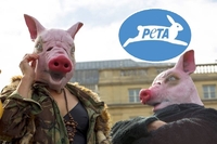  PETA вимагає заборони на сварки з використанням назв тварин