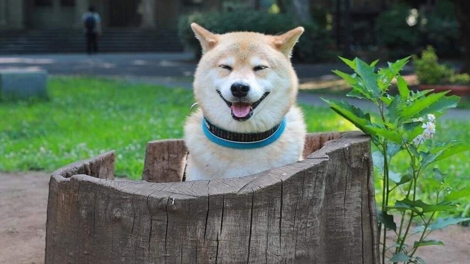 Акіта - одна з національних порід собак в Японії