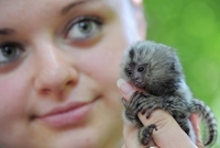 Як граються найкрихітніші мавпи світу у зоопарку Рівного (ВІДЕО)