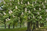 «Осіння київська весна»: у столиці зацвіли каштани (ФОТО)