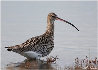 На фото -  кульон тонкодзьобий