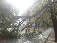 Дерево впало на дитячий майданчик у Рівному (ФОТО)