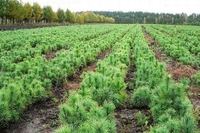 Вирубали - висадіть: на Рівненщині відновлюють ліси