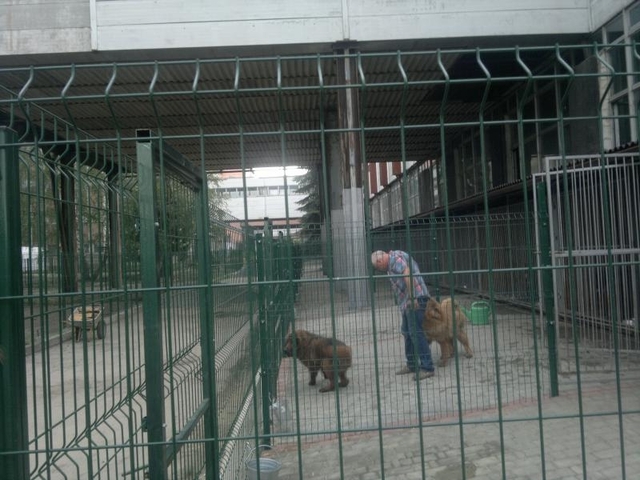 Юрій Бойко грається з собаками на території нібито чужого розплідника