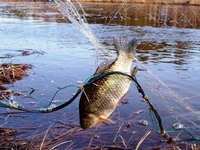 50 кг риби дістали з браконьєрських сіток поблизу Рівного (ФОТО)