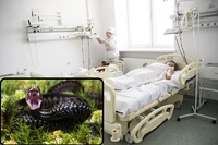 Троє дітей постраждали від укусів змій. Вони в реанімації у важкому стані