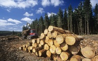 Суди на Рівненщині часто закривають справи про незаконну вирубку лісу
