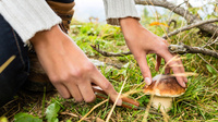 Зрізати чи викручувати гриби: Експерти поставили крапку у питанні, через яке сперечалися грибники
