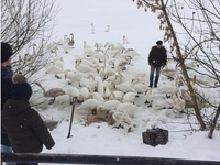 У Городку небайдужий чоловік рятує лебедів (ФОТО)