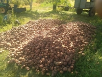 Рівняни скаржаться, що  у них з городів крадуть картоплю (ФОТО)