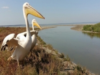 Рідкісних пеліканів переселили з ресторану у заповідник (ФОТО)