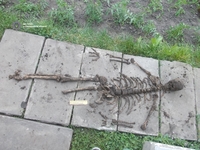 На Рівненщині на подвір’ї виявили скелет людини (ФОТО)
