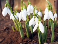 Аномальна зима: в Україні зацвіли перші квіти (ФОТО)