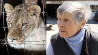77-річна жінка врятувала 100 котів, 700 собак і лева з зоопарку на Київщині (ФОТО/ВІДЕО)