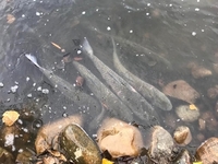 Понад 300 кілограмів риби випустили у ставок на Рівненщині