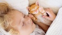 Чи можна спати з котами в одному ліжку: переваги та недоліки 