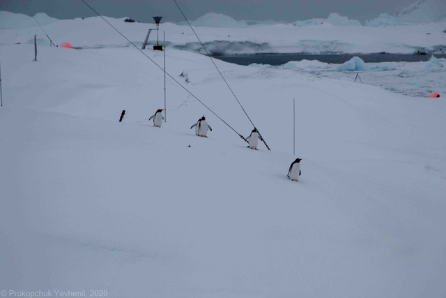 Фото зі сторінки Національного антарктичного наукового центру