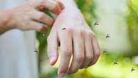 Комарі можуть інфікувати жителів Рівненщини небезпечним захворюванням