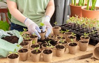 Чому не можна ділитися розсадою із сусідами: народні прикмети