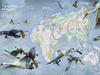 У Чорнобилі назвали птахів, які відлетіли до Африки (ПЕРЕЛІК)

