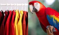 «Як папуга!»: 5 найбільш кричущих поєднань кольорів в одязі (ФОТО)