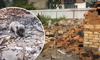На Київщині собака Еллі 5 місяців чекала своїх господарів на руїнах будинку