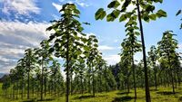 В Україні встановили заборону на висадку 13 видів дерев у лісах