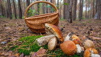 На Рівненщині – грибний сезон: В області планують зібрати сотні тонн дикоросів