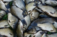 Торговця ринку «Андріївський» оштрафували за незаконний продаж риби (ФОТО)