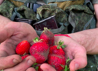 Голод не тітка: окупанти просяться до херсонських фермерів збирати полуницю (ФОТО)