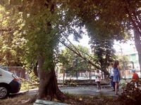 Дерево у Рівному впало на дитячий майданчик (ФОТО)