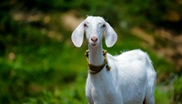 Вig village: справжню козу помітили у CITROEN Berlingo на Рівненщині (ВІДЕО)