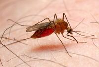 Обережно: на Рівненщині прокинулися малярійні комарі 