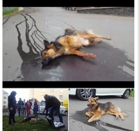 Отруїли Пальму – собаку МБК у Центральному парку Рівного (ФОТО/ВІДЕО)