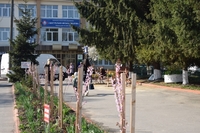 У Рівному викрали дерева сакур 