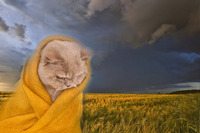 Погода – не мед: холодну ніч та дощі в Україні прогнозує синоптик (СИНОПТИЧНІ КАРТИ)