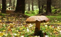 Дорослий та дитина отруїлися грибами на Рівненщині 