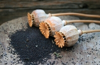 Для нас це народна класика: рослини, які заборонено вирощувати в Україні 