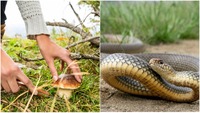 Збирала гриби та опинилась у реанімації: у лісі біля Корця жінку вкусила змія