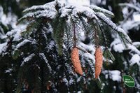 На Рівненщині в лісах масово збирають шишки: що з ними роблять