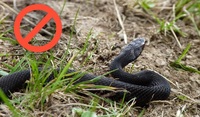 Збирав ягоди і натрапив на змію: на Рівненщині – ще один випадок укусу змії