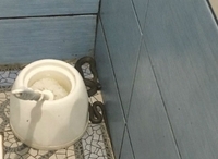 У громадській вбиральні на Рівненщині повзала змія (ФОТОФАКТ)