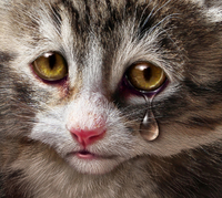 Сльози – не лише для людей: Чи можуть кішки плакати від смутку