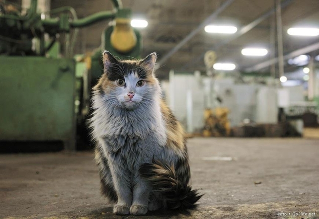 Котик на заводі підтримує промисловців. До слова, 17 лютого - Європейський день котів.