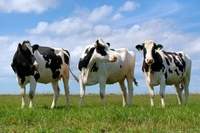 Через скажених корів на Рівненщині 26 людей на профілактиці від сказу 
